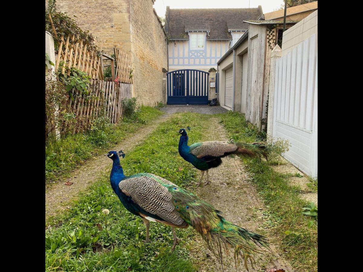 Balaena - Maison Avec Jardin Proche Plage Luc-sur-Mer Eksteriør billede